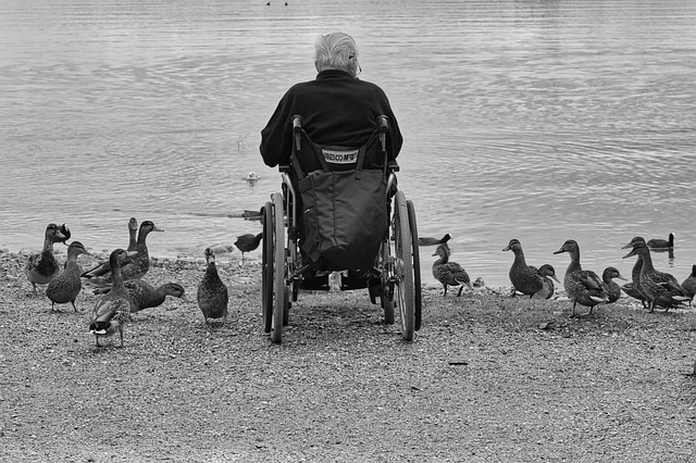 Black and white photo of a man with gray hair in a wheelchair feeding ducks at a lake