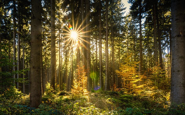 sunlight flitering through a forest