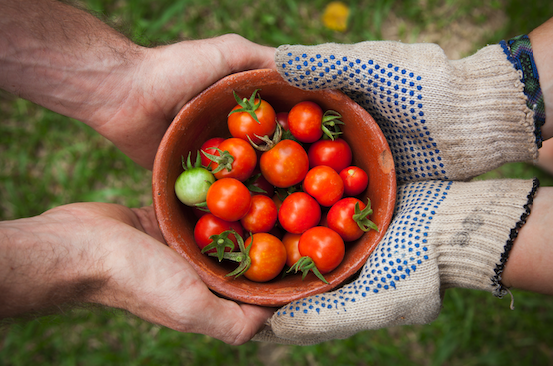 Photo of the gloved hands of a gardener or farmer sharing a bowl of fresh picked bright red cherry tomatoes with another person's set of hands